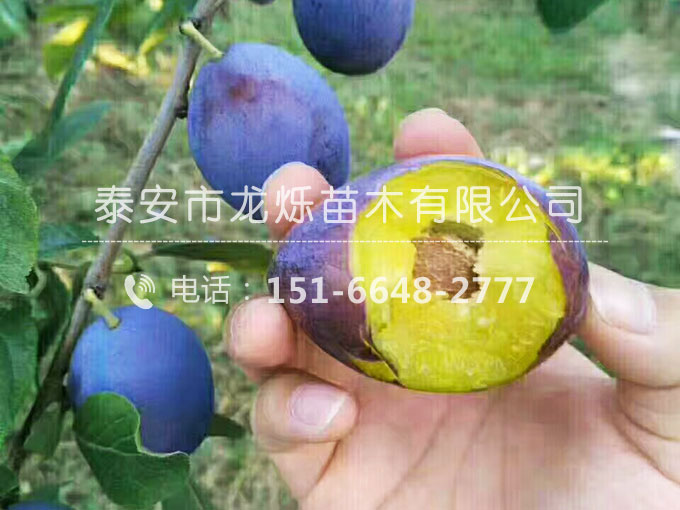 女神西梅李子苗