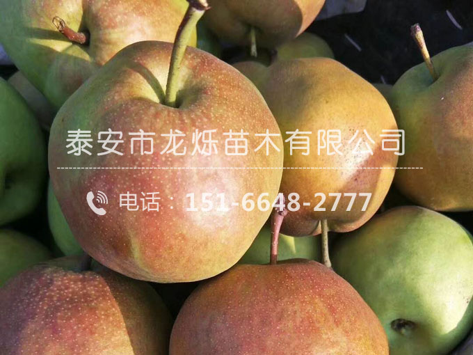 玉露香梨苗