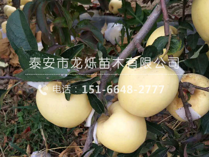 维纳斯黄金苹果苗