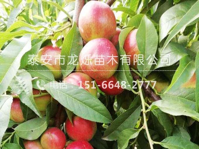 珍珠枣油桃苗