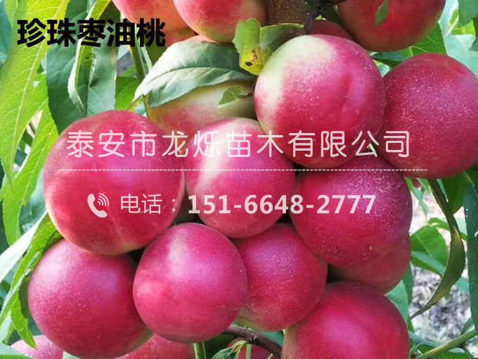 珍珠枣油桃苗