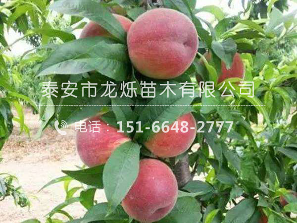 映霜红桃苗