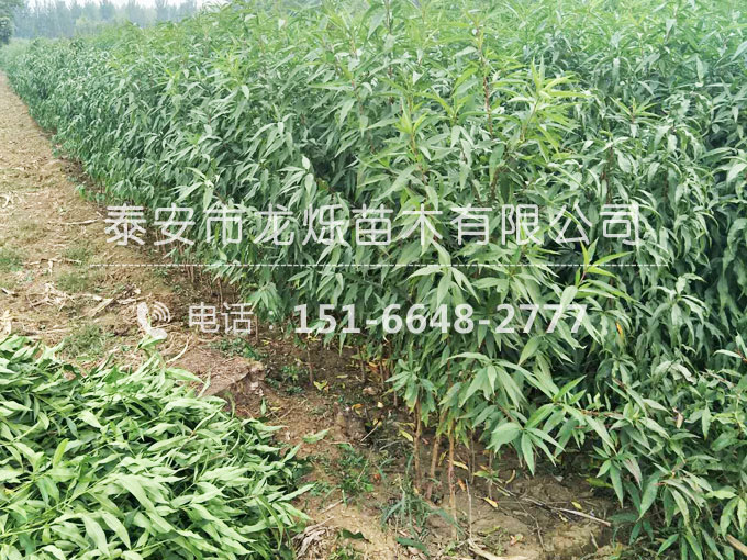 油蟠桃苗