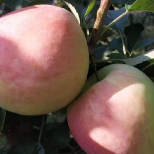 水蜜桃苹果苗
