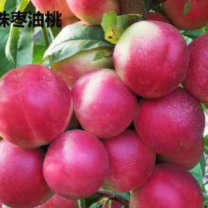 珍珠枣油桃苗