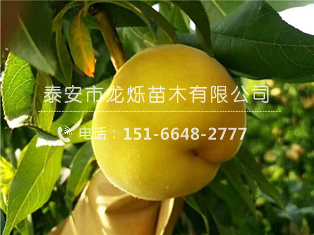 黄金蜜1号桃苗