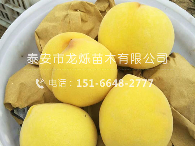 黄金蜜1号桃苗