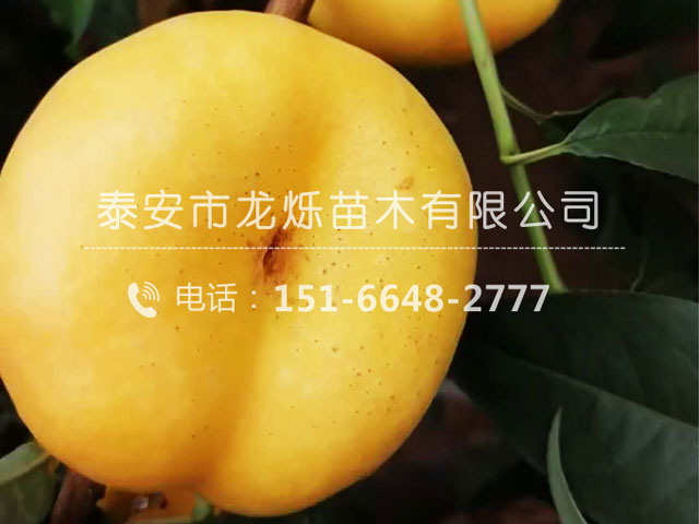 风味天后油蟠桃苗