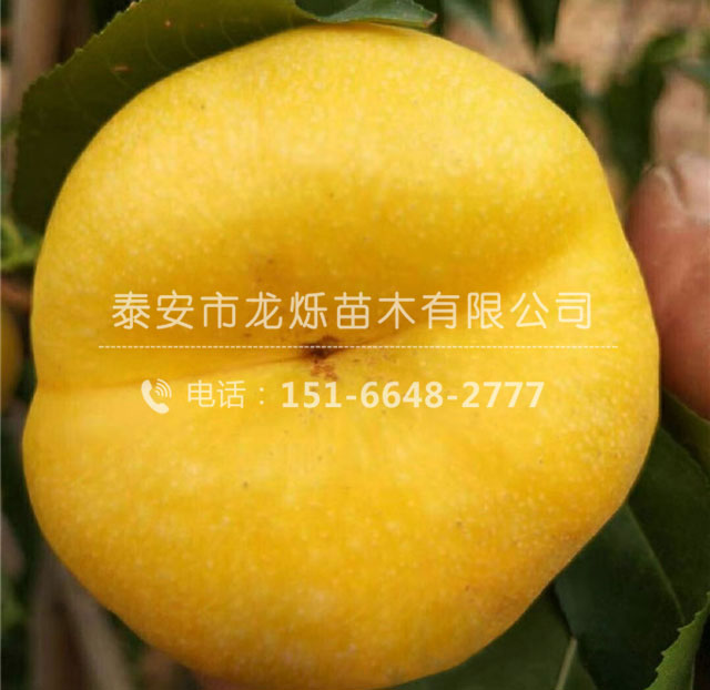 风味天后油蟠桃苗