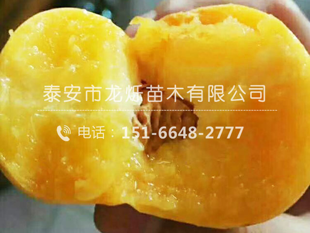 36-5油蟠桃苗