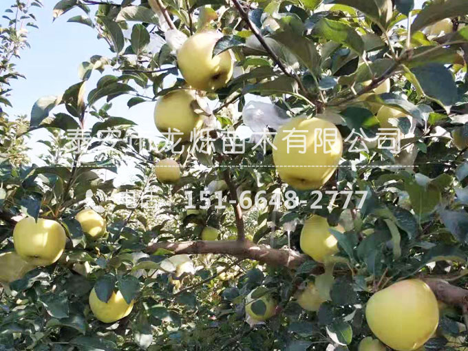 如何提高苹果苗栽种时的成活率？