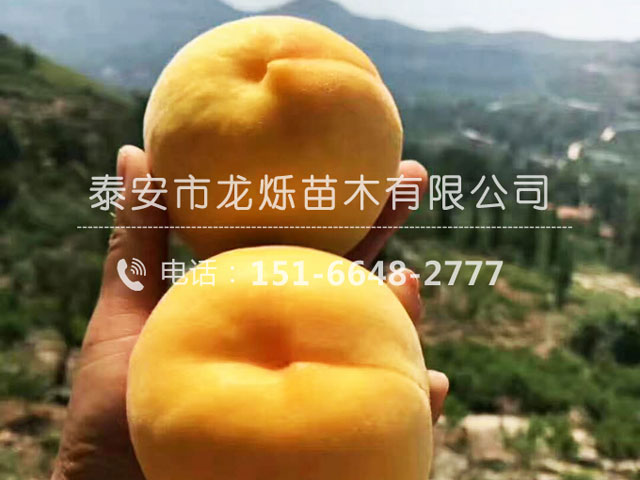 桃苗