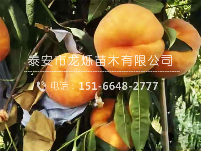 黄毛蟠