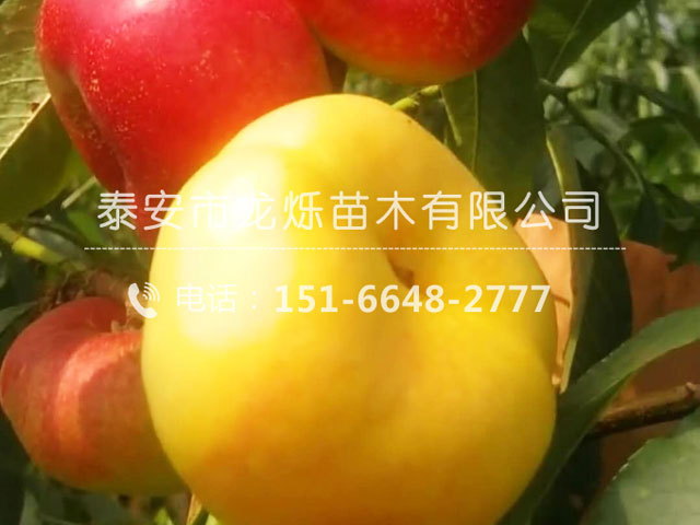 黄油蟠