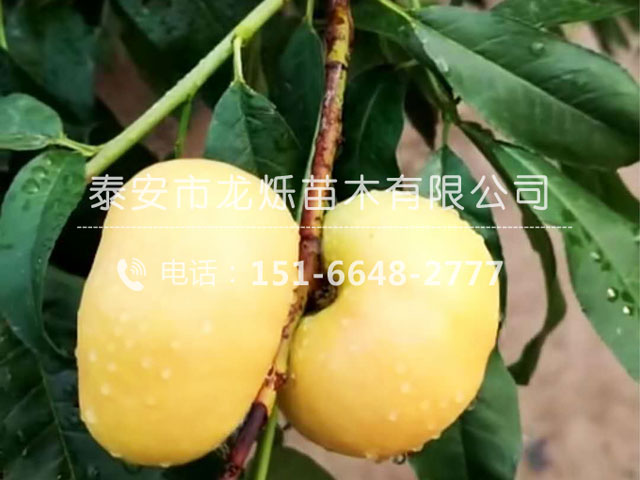 桃树苗