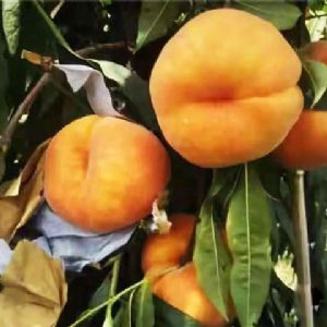 黄毛蟠