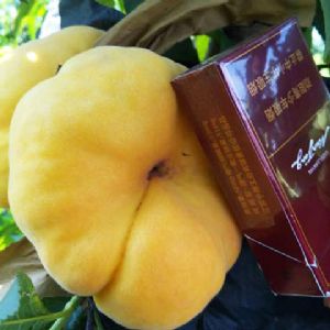黄毛蟠
