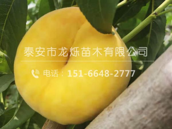 黄毛蟠