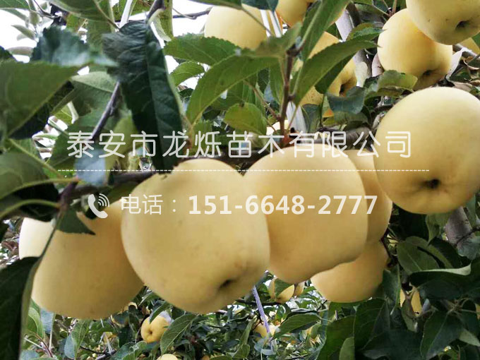 山东维纳斯黄金苹果苗