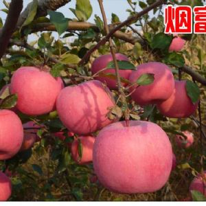 烟富8号苹果苗