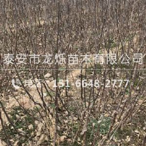 烟富8号苹果苗