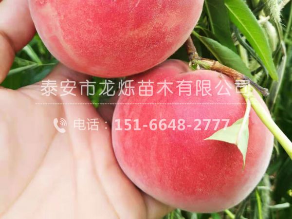 桃树苗新品种花果期管理