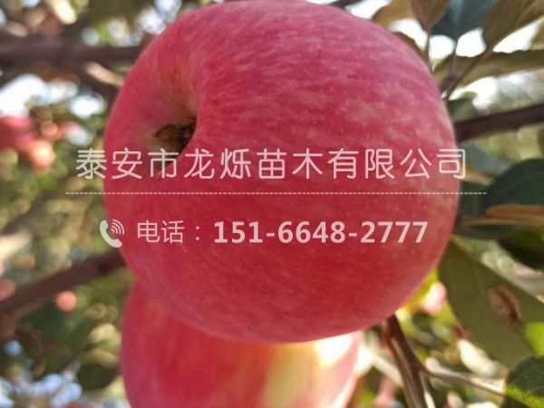 苹果苗