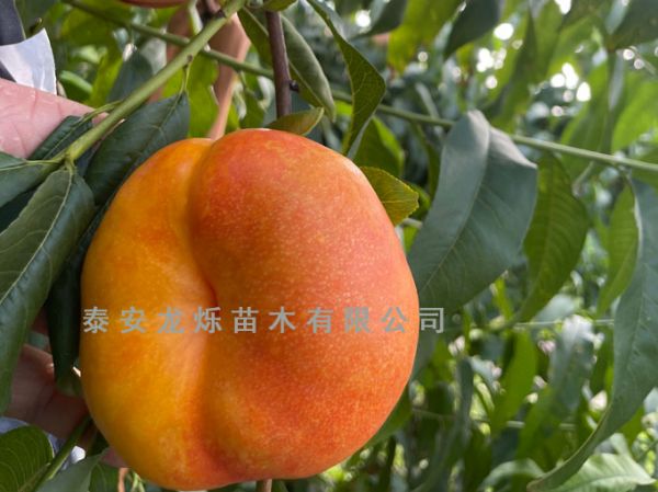 黄油蟠