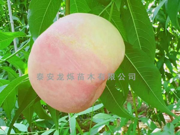 白油蟠