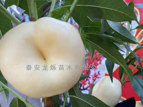 白油蟠