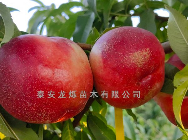 油桃