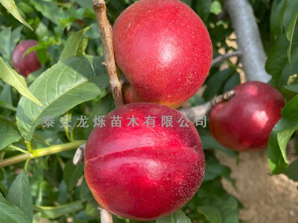 油桃
