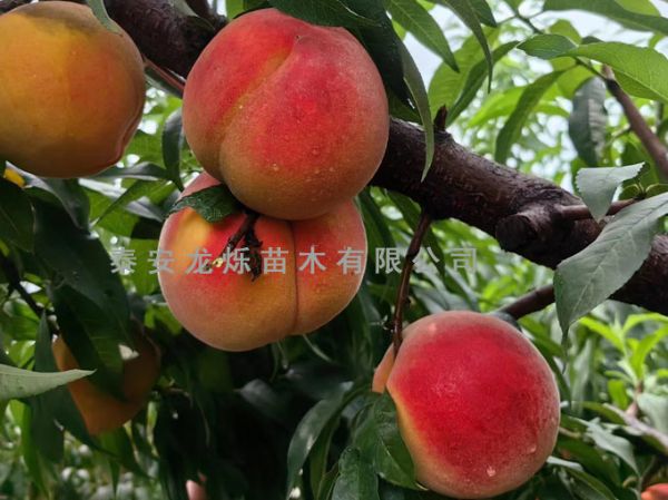 黄桃