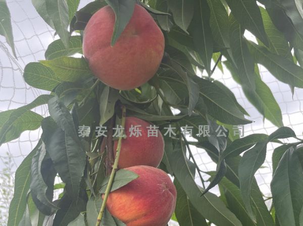 黄桃