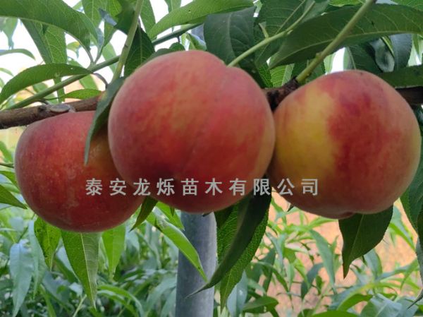 黄桃