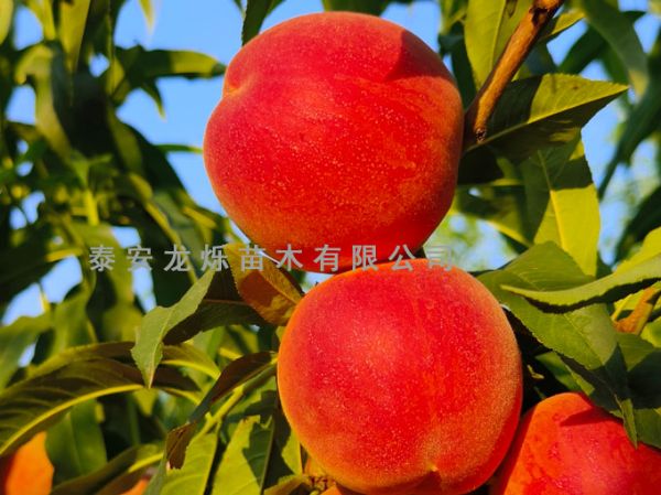 金灿