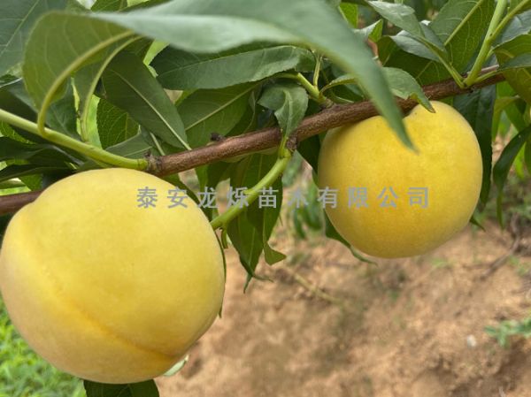黄桃