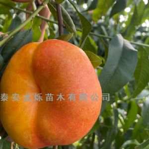 黄油蟠