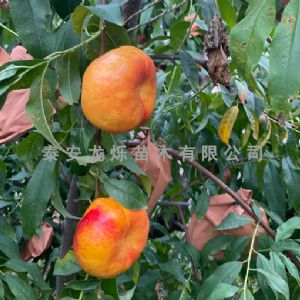 黄油蟠