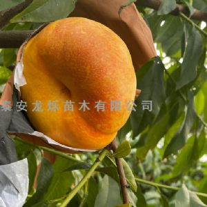 黄油蟠
