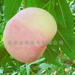 白油蟠
