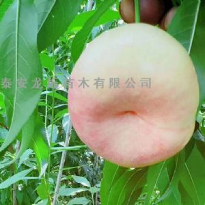 白油蟠