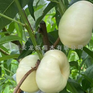 白油蟠