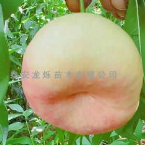 白油蟠