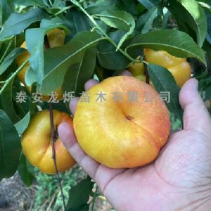 油蟠桃苗