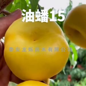 黄油蟠