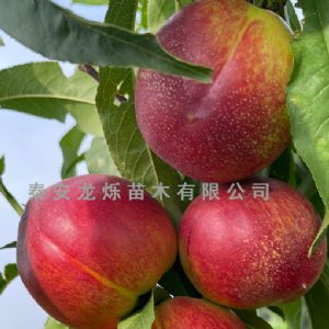 油桃