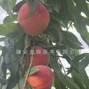 黄桃