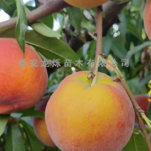 黄桃