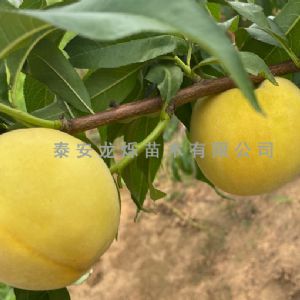 黄桃